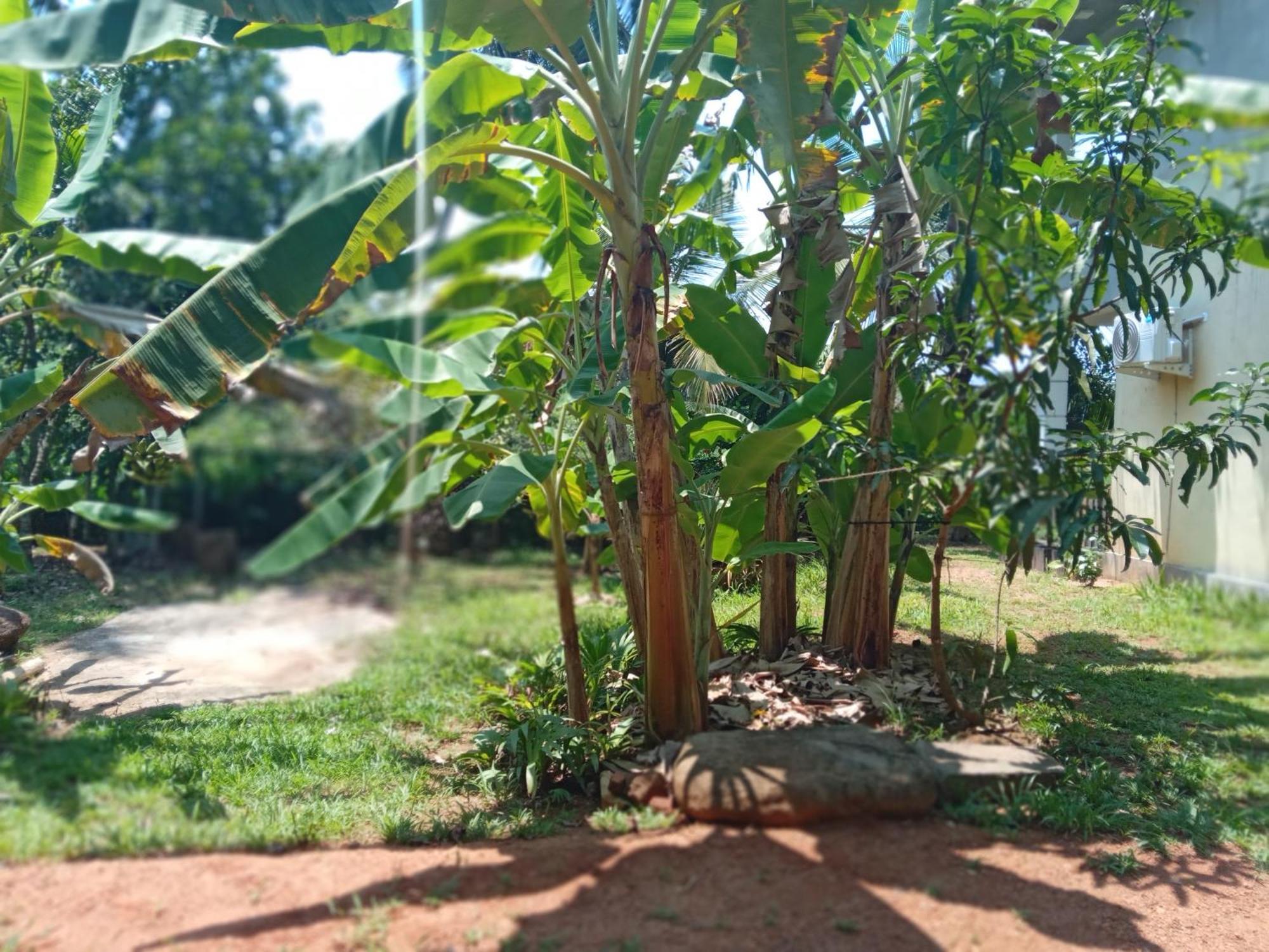 Guruwaththa Eco Lodge Hikkaduwa Quarto foto