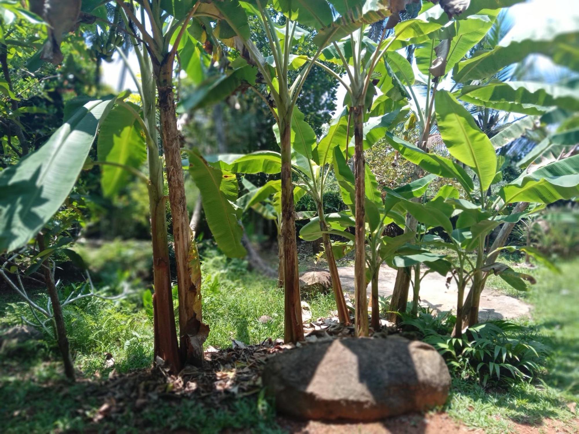 Guruwaththa Eco Lodge Hikkaduwa Quarto foto